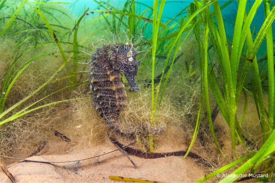 Las praderas marinas son puntos críticos de biodiversidad y albergan miles de especies. Actúan como increíbles sumideros de carbono, ayudando a combatir el cambio climático. Proteger y restaurar lo que nos queda es vital. #SinBiodiversidadNoHayVida