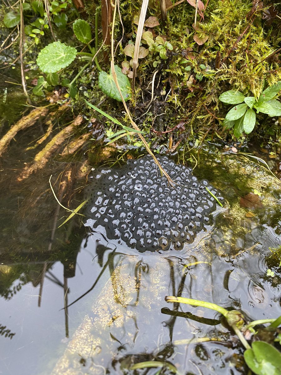 gingerbirder's tweet photo. First frog spawn of the Spring in my garden pond this morning, 2 weeks earlier than last year! Just shows what a mild winter we’ve had https://t.co/0z2pW1RUlW