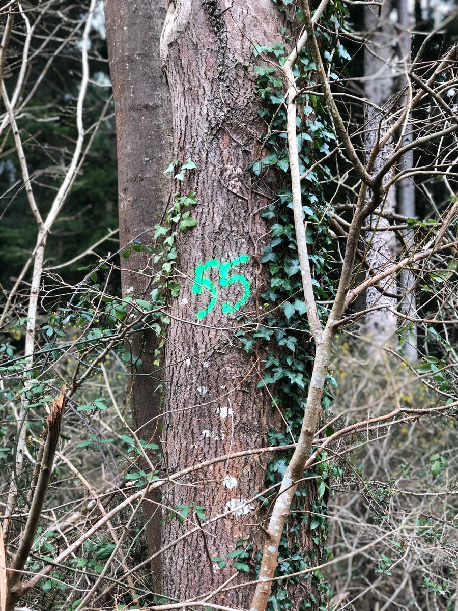 This odd graffiti on trees in the forest where I walk was the gem of the idea for #TheTwenty. Four years later, that book has 500 reviews and is a bargain £2.50 on Amazon. Grab it now, ready for next instalment, The Puppet Master, to come out in May.
amzn.to/3LyQqBZ