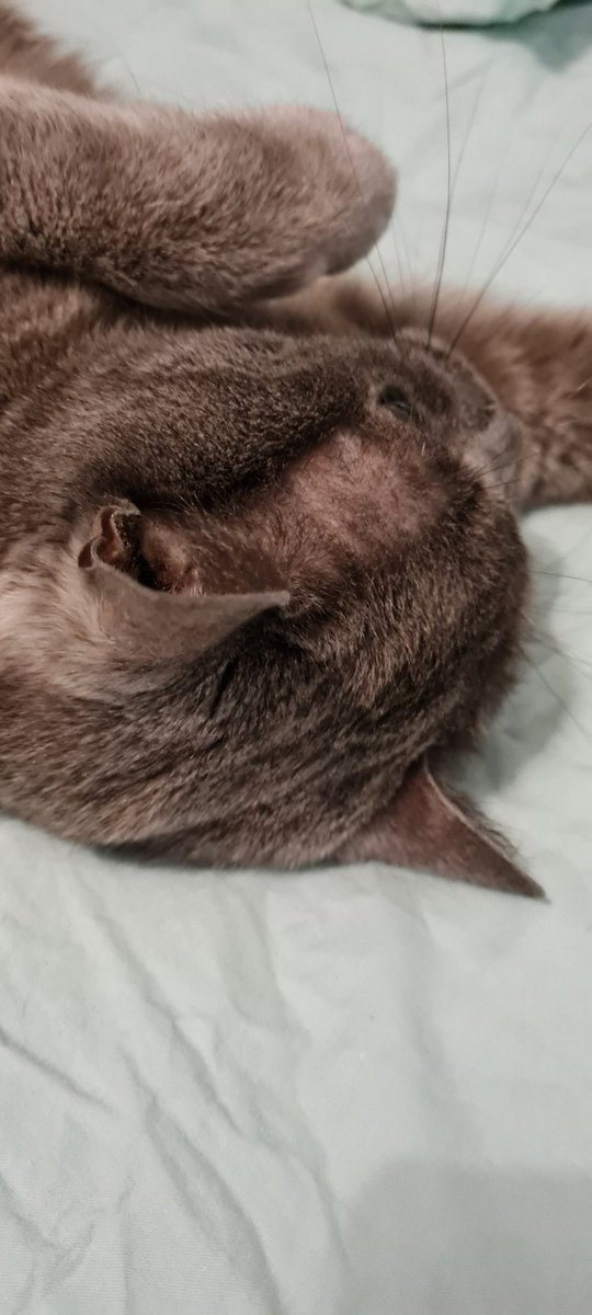 Happy #Caturday everyone, from Misty. ❤️🐈‍⬛ <a href="/catsoftwwitter/">catsoftwwitter</a>