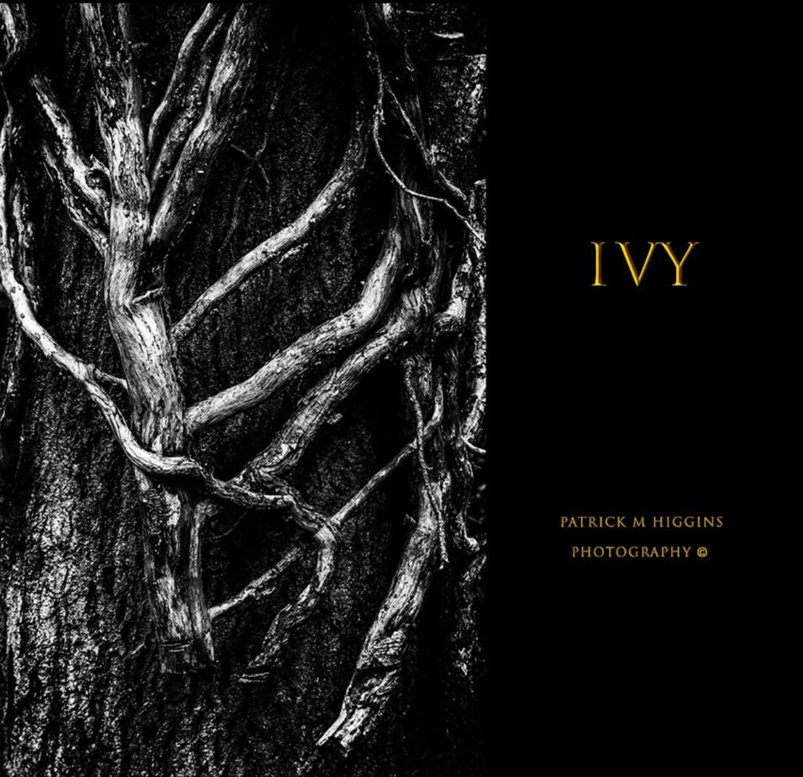Ivy. @patrickmhiggins #ivy #plantsofinstagram #bnw #bnw_of_our_world #bnwzone #bnwsouls #garden #tree #treephotography #roots #climber