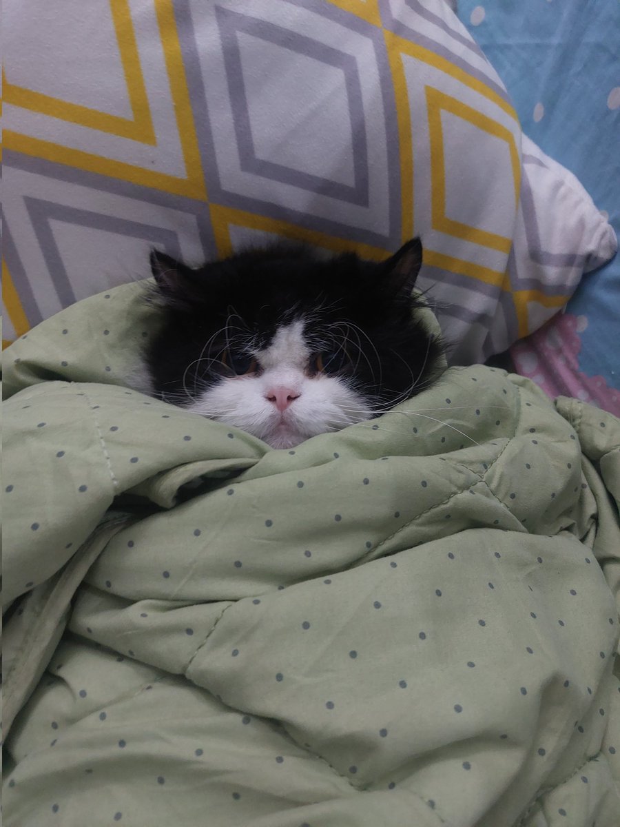 미원 Miwon FIP Survivor tweet media