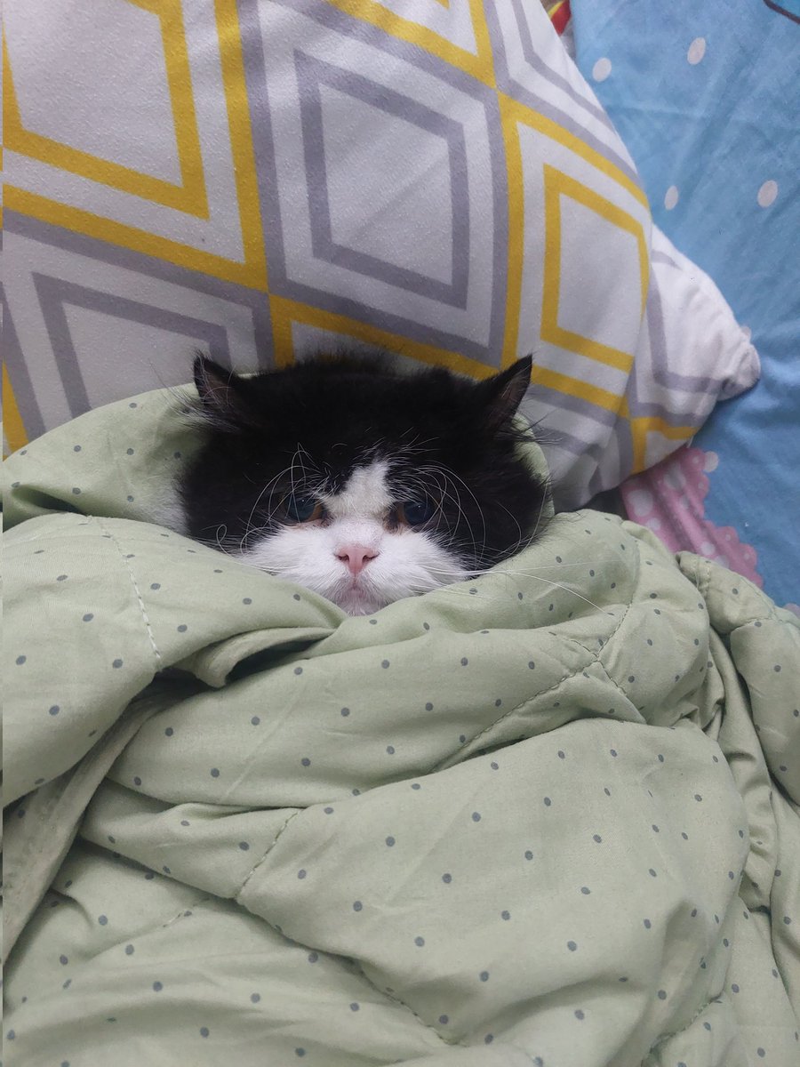 미원 Miwon FIP Survivor tweet media