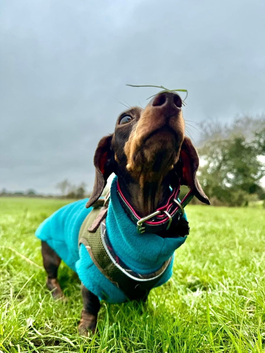 🌱 🪄 #clever #dashchund 🐾