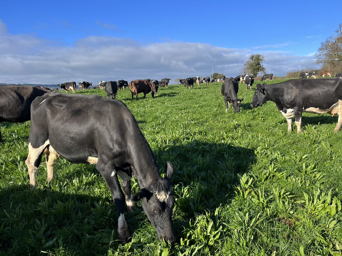 Happy cows after milking tucking into one of our herbal leys! #regenfarming