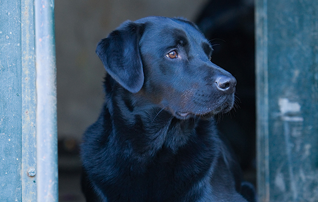 Gundog expert Janet Menzies lists the 10 commandments of dog training every day. Carry them out regularly and you and your dog will repeat the benefits. trib.al/ZAYGSYQ