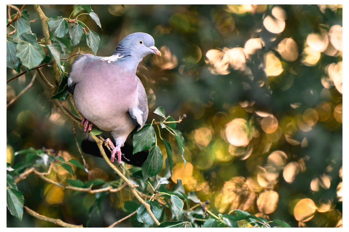 Who else thinks Pigeons are underrated? Nikon Z6II Nikkor Z 70 - 200mm S & 2x tele #wexmondays #APpicoftheweek @UKNikon #NikonKeepInspiring