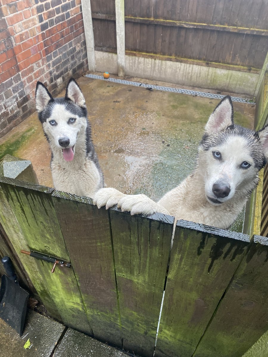 Anyone lost 2 dogs in #runcorn #lostdog I have them safe pls RT