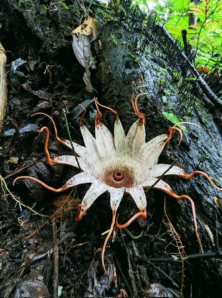 Fascinating flowers 🌸 During his expedition to Teluk Segara in Indonesia, @OBGHA's Dr @thorogoodchris1 came across the curious Rhizanthes flower. The flower - the size of a dinner plate - is covered in hairs and produces a strange smell to attract pollinating flies.