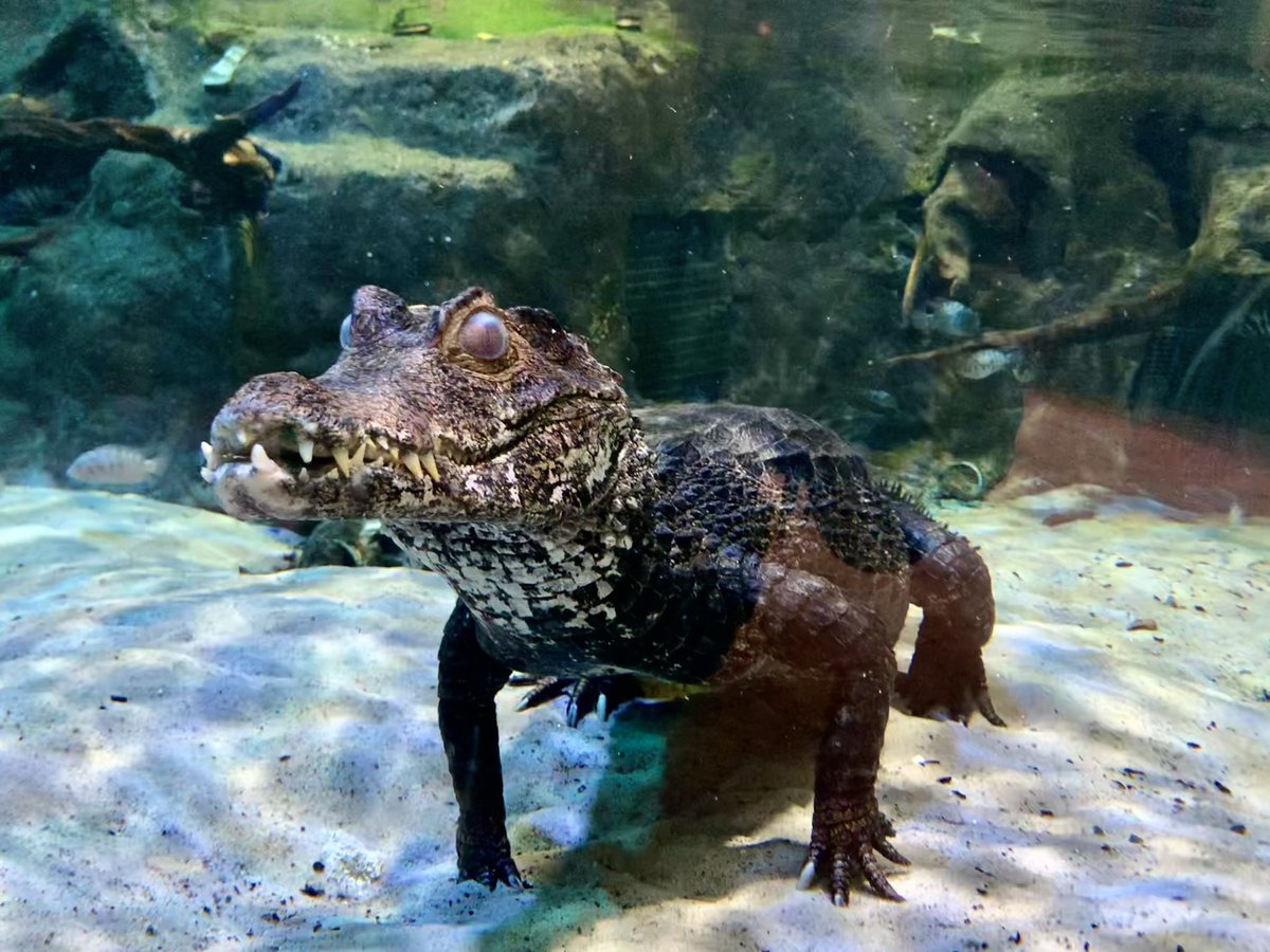 Cuvier’s Dwarf Caiman!
We are the home of two Cuvier’s Dwarf Caiman, Nibbles and The Colonel. Hear all about them at their feed and talk every day at 11:30 am!🐊
#bluereefnewquay #thingstodoincornwal #bluereefaquariumnewquay #visitnewquay