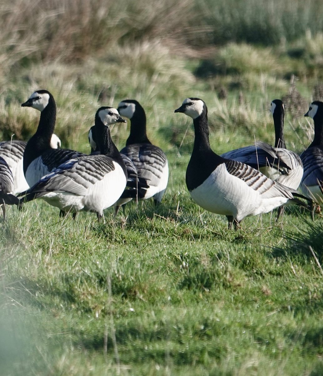 Barnacle geese at Exminster Marsh. I do count 39 (I think) which is good as that means none are missing from yesterday.
