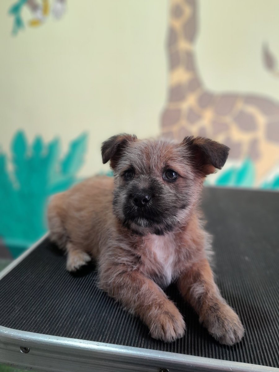 Ljiljan65880270's tweet photo. 🍒🐾Sloboda🐾🍒
Mrvica od psa 😊Stara je oko 4 meseca ,teska 1.8 kg ,pregledana ,ociscena od parazita,dobila prvu vakcinu☑️Potreban je dom 🐕🐾Za ostale detalje kont tel 
0654185868🐾💕 https://t.co/Rgm7ndvoDA