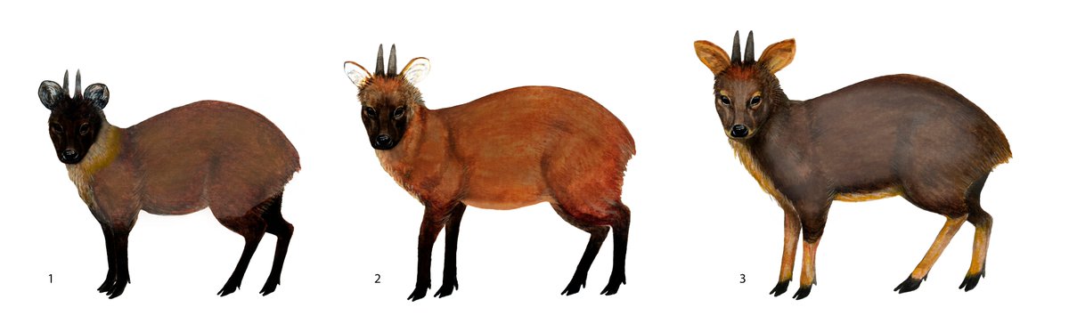 Nueva especie de pudú endémica de Perú. La 1era especie viviente de cérvido que se describe en este siglo.

doi.org/10.1093/jmamma…

#Cervidae #taxonomy #newspecies <a href="/CORBIDIteam/">CORBIDI</a>