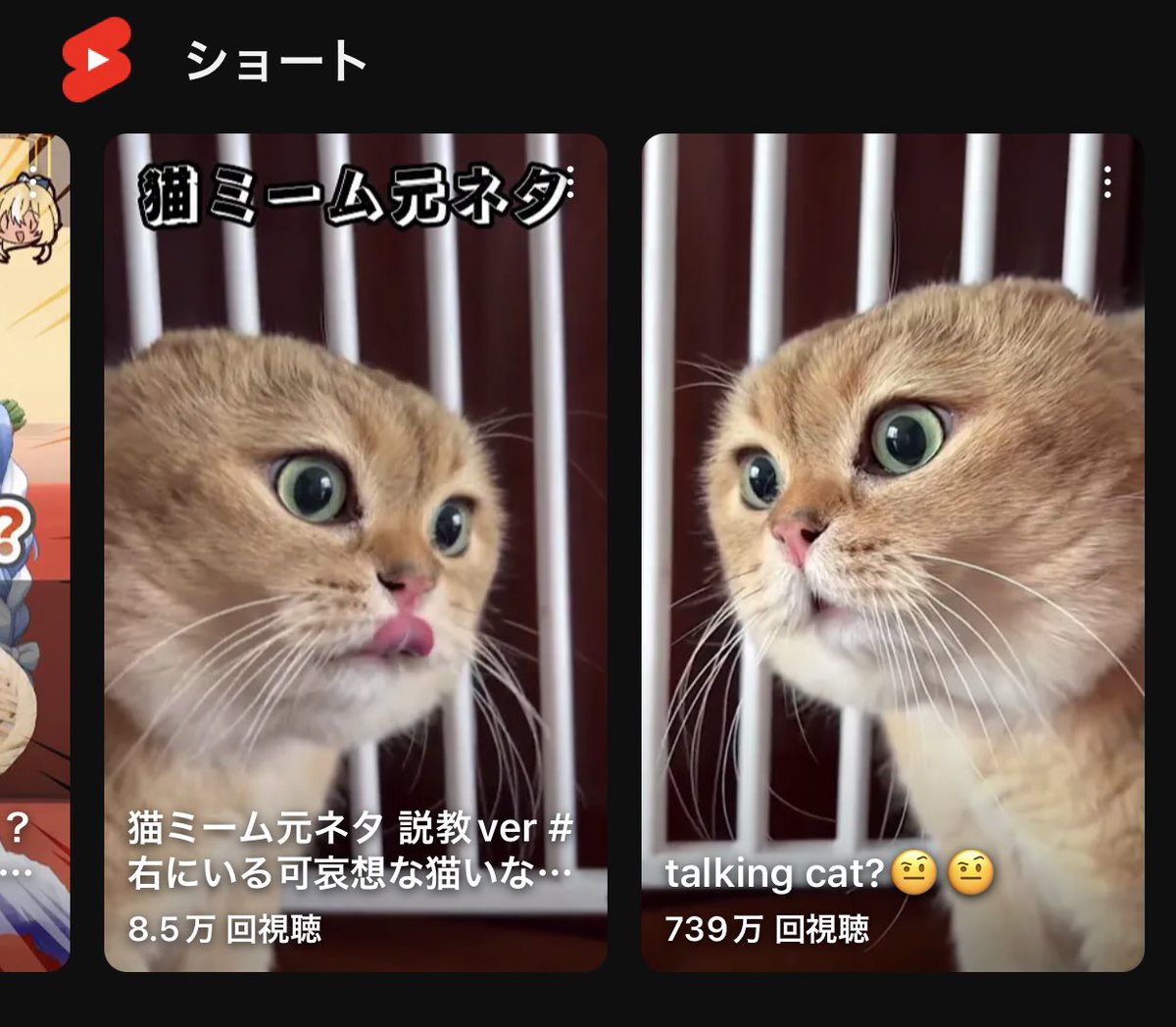 ショート動画の並びで奇跡が起きた #猫ミーム