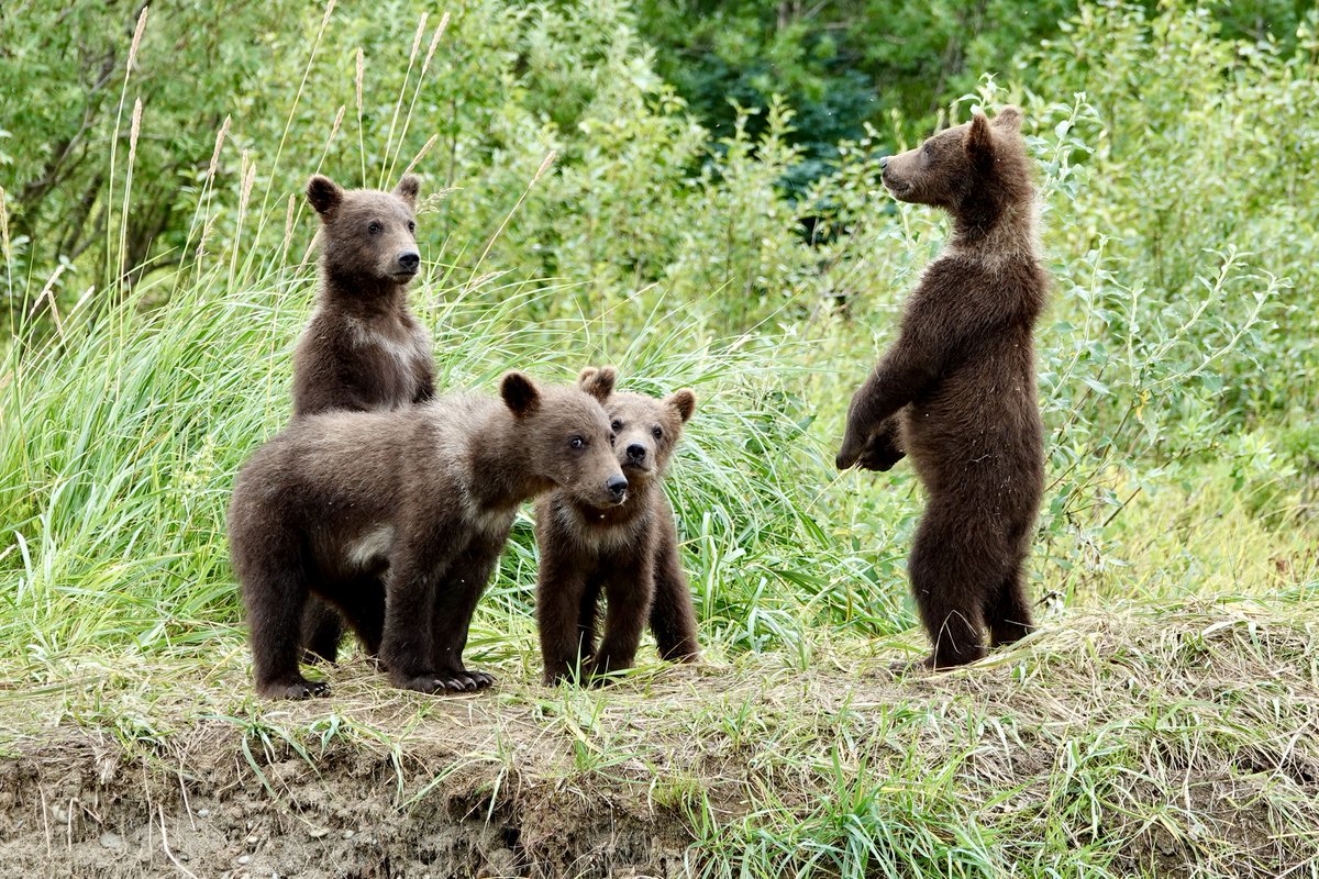 Get the Family Together and Have a Great Weekend
Outdoor Adventures
getlostinamerica.com
:
#katmainationalpark #onthefly #wildlife #alaskanwilderness #dollyvarden #alaskanlodge #salmon #troutfishing #flyfishingaddict #salmonflyfishing #flyfishmontana #yellowstonecabinrentals