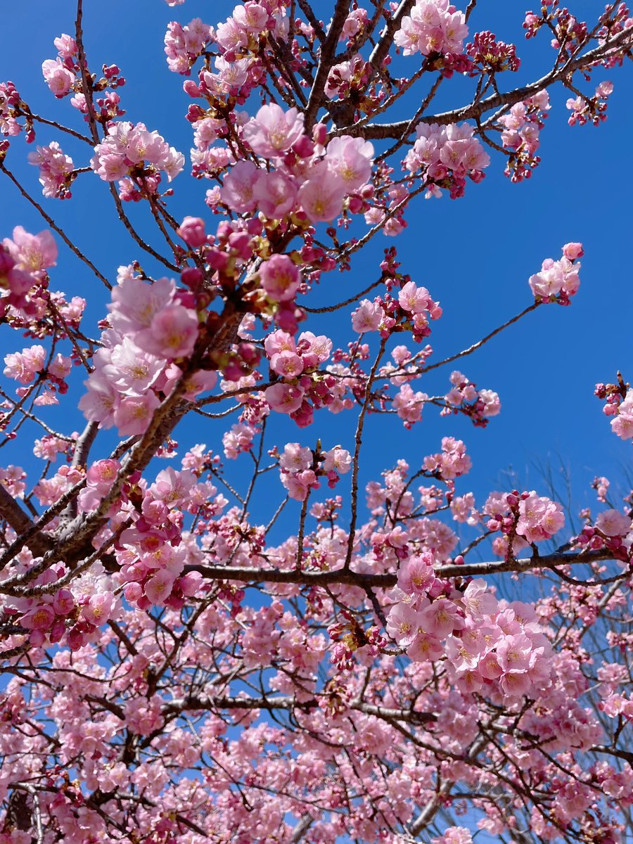 「公園の河津桜先週はまだ蕾だったのに今日はほぼ満開でした。せっかく綺麗だったのに強」|キヨワのイラスト