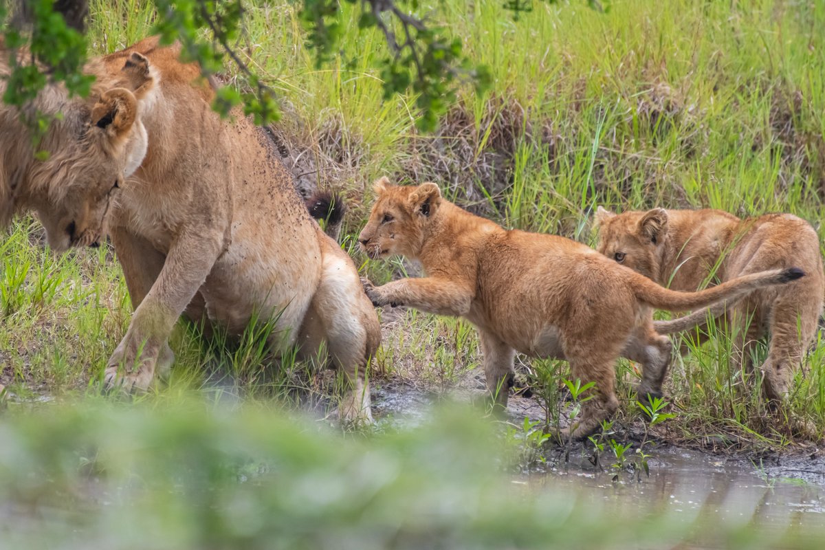 Lovely Big Cats Gallery of Africa
1) Luluka | Masai Mara | Kenya
2) Matilda | Serengeti | Tanzania
3) Lioness - Rongai Pride | Masai Mara | Kenya
4) Lion cubs of Rongai Pride | Masai Mara | Kenya
#natgeoyourshot #bownaankamal #jawsafarica #jawswildlife #nikon #nikonphotographer