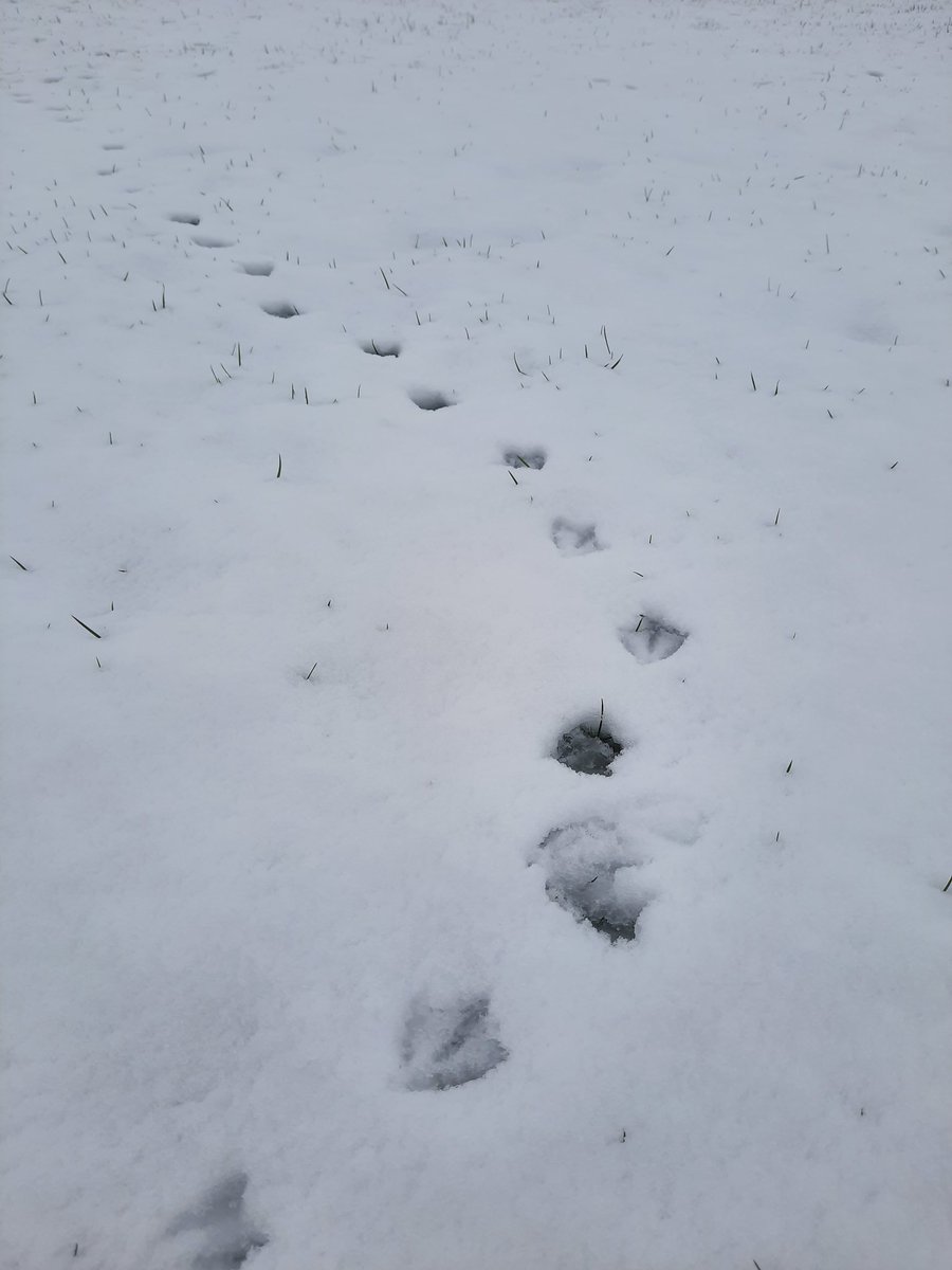 Love some bird footprints in the snow - always so cute. 
#viewfrommywalk #lovewhereilive #snow #footprints