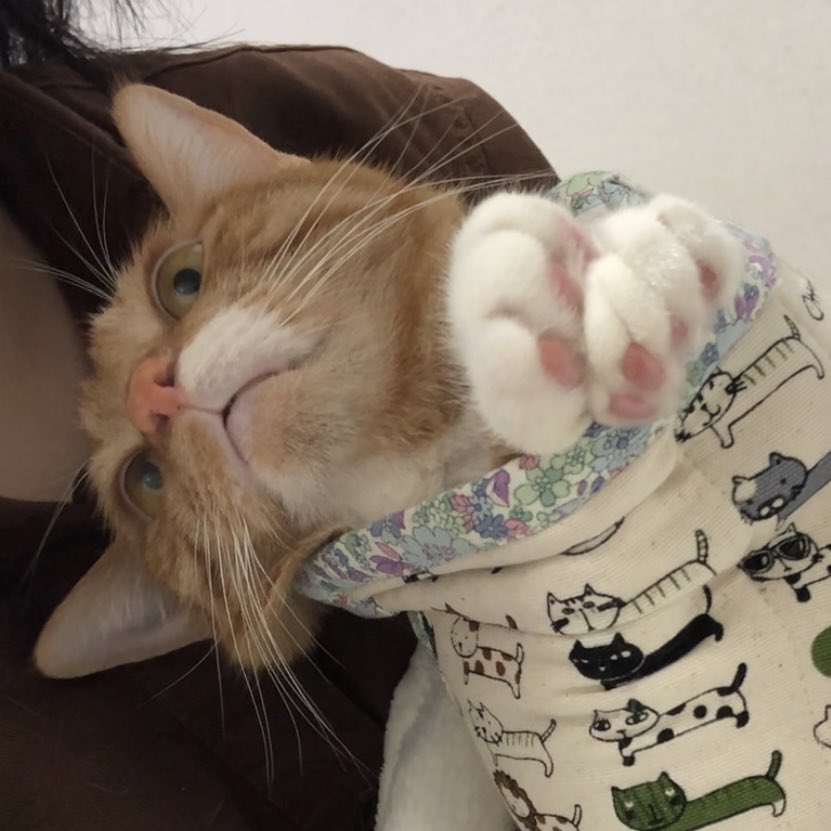 고양이 복막염 주사 치료 95일차로 끝 💉 다신 보지 말자 제발