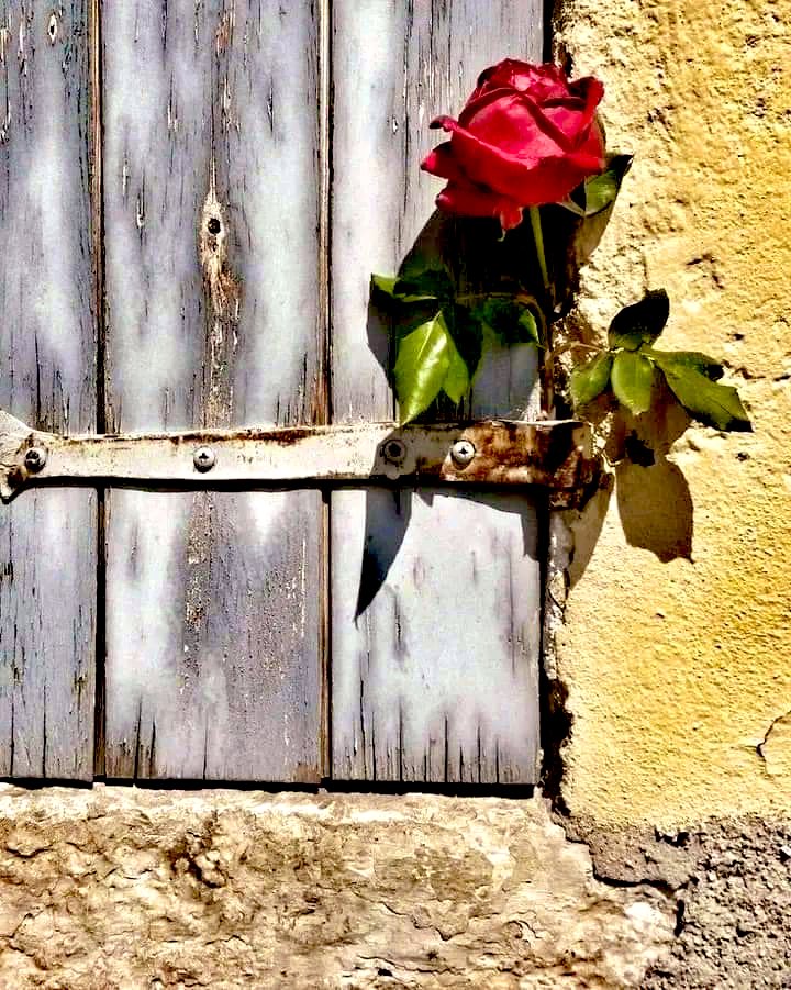 itzraxa's tweet image. اپنے بے خواب کواڑوں کو مقفل کر لو
اب یہاں کوئی نہیں کوئی نہیں آئے گا  🥀