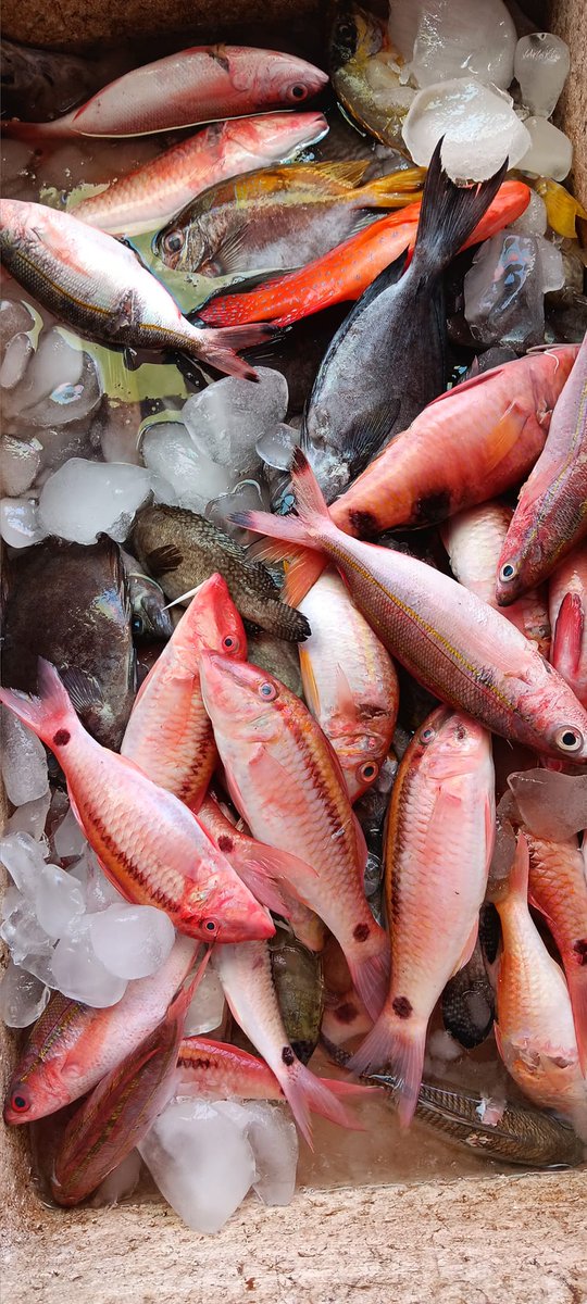 DevandaOkto's tweet photo. Senin (05/02), Otto Devanda, Luhkan Kota Sorong, melaporkan hasil tangkapan ikan Kel. Tampa Garam, Februari 2024, Harga Jual Rp 50.000-60.000/Kg. #GiatLuhkanSatminkalAmbon #Kotasorong #tangkap https://t.co/IYgYovG0OC