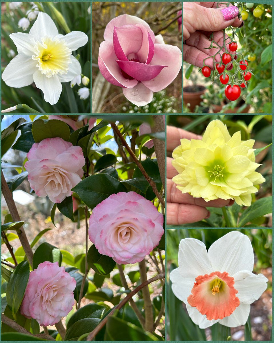ilenagm's tweet image. #SixOnSaturday is the first weekend in #March with #MeteorologicalSpring starting yesterday. So many #flowers blooming and lots of greenhouse tomatoes. Please visit,read and enjoy the other entries on the SOS hashtag.
#Plants #GYO #SpringFlowers #FlowerPhotography #Gardening