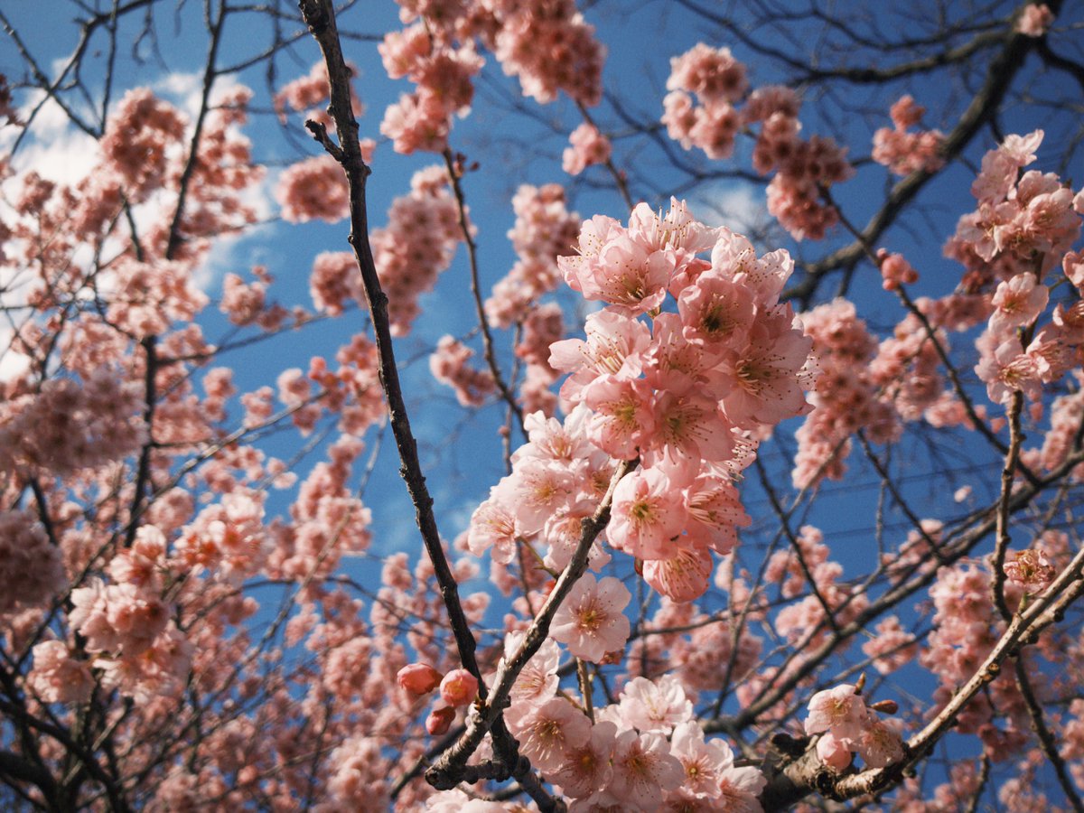 0112Zzz's tweet photo. 今年も実家近くの河津桜を見れてよかった。
澄んだ冷たい空気が身体を包んで
静かに呼吸を整えてくれる。
とても幸せな光だった。 https://t.co/khSLrziKfE