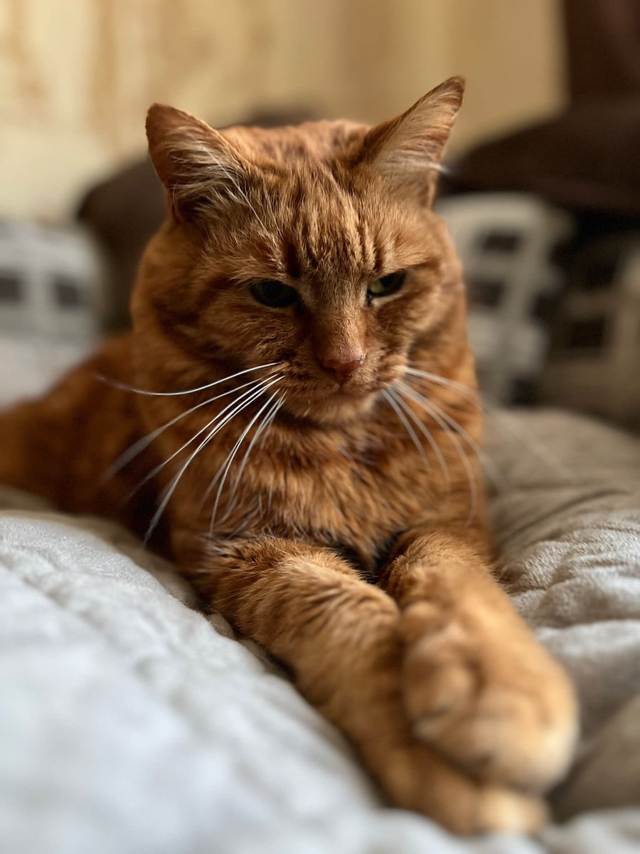 GemaInnes's tweet photo. Old man obi wan ❤️ #Caturday #CatsOfTwitter https://t.co/j3E8DK93um