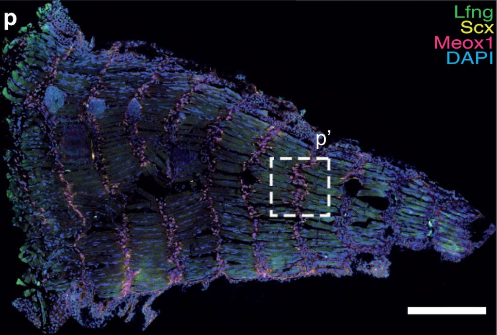 A new type of #stemcell has "striking" implications for regenerative medicine. <a href="/MDIBL/">MDI Biological Lab</a>’s <a href="/PMurawala/">MurawalaLab</a> and colleagues reveal "asomitic" stem cells that allow the #axolotl to regenerate multiple tissues without recapitulating embryonic development. ow.ly/Lmpn50QKfcm