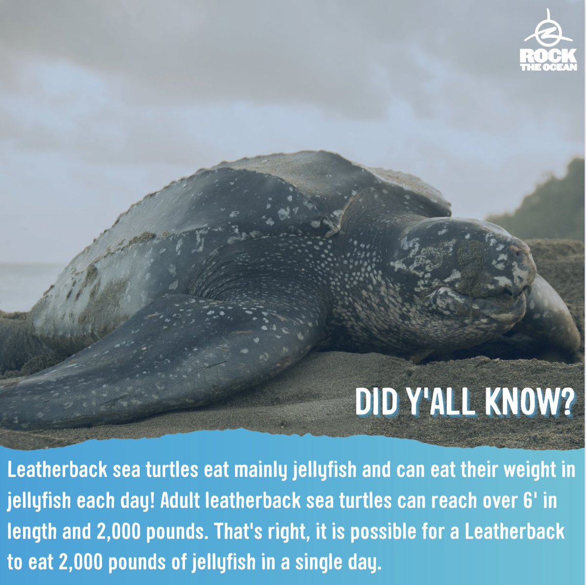 RockTheOcean's tweet image. While #leatherbacks love this tasty treat, they can easily confuse plastic debris for jellyfish. This can be fatal for sea turtles!  Globally, it's estimated that 52% of sea turtles have eaten at least 1 piece of plastic.  Let's continue to fight against single use plastics!
