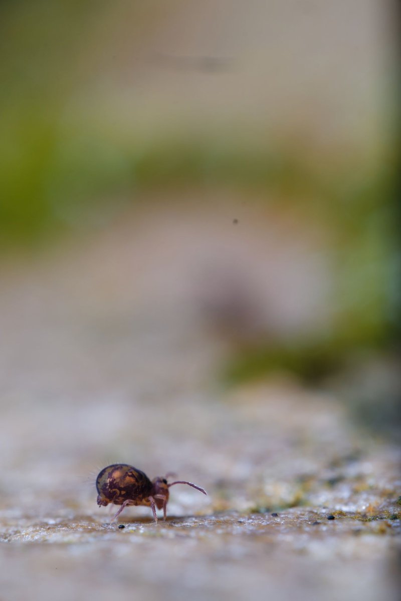 NJN_natuur's tweet photo. Fotoshoot met een springstaart - wist jij dat springstaarten zo mooi zijn?
Fotos van Tycho Meijering
#jong #natuur #njn #natuurlijk
#spin #naarbuiten #herfst #jongeren #kamperen #weekend #natuurfotografie #winter #insecten #geleedpotigen #springstaart #meiten #determineren https://t.co/WieshCrn9v