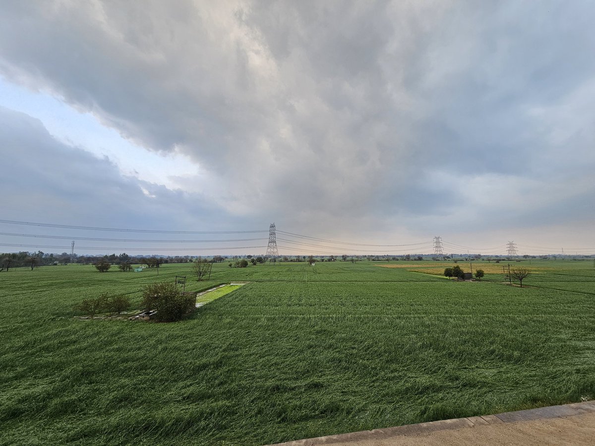 Flat wheat near #Sonipat after a severe #hailstorm has crossed the region. 
#Haryana #CropDamage