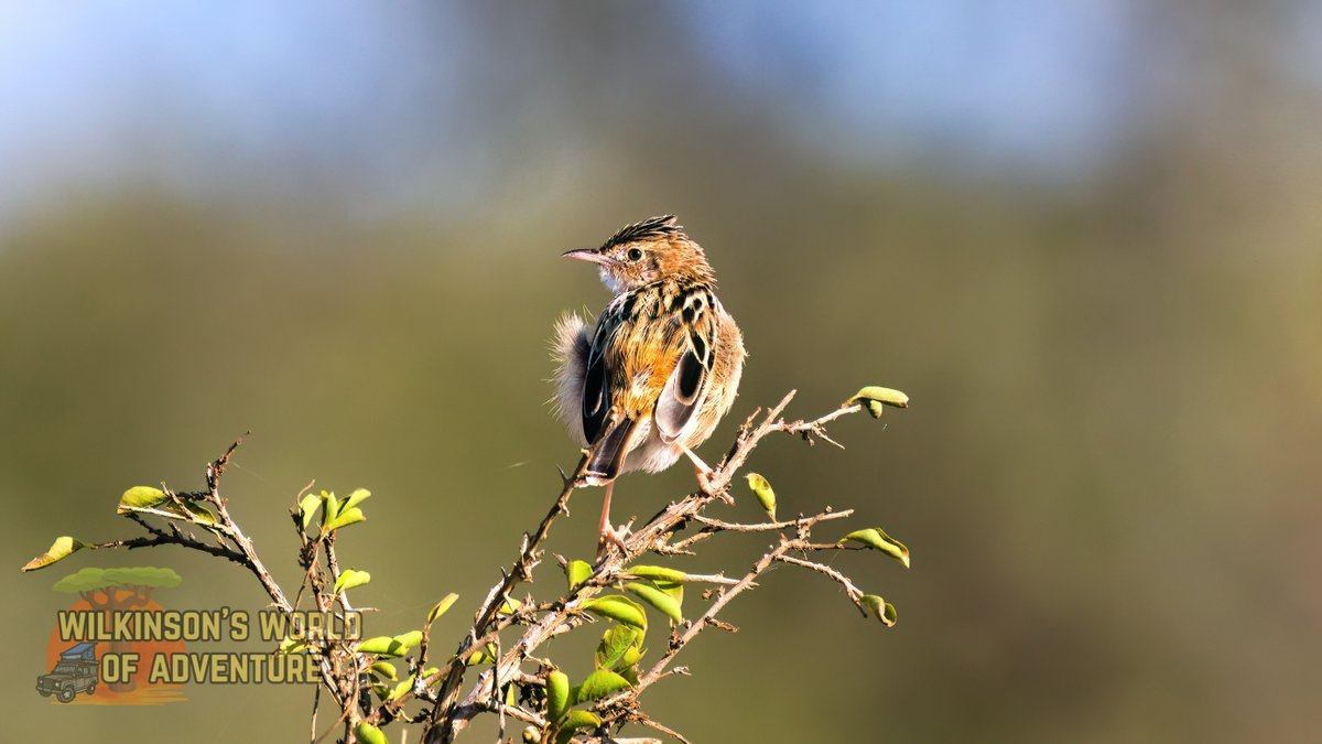 Zitting Cisticola are small, streaky songbirds known for their distinctive tail movements.   #SinglesSaturday #BirdsSeenIn2023 #birding #nikonphotography #birdwatching #birdphotography #KrugerNP #BirdTwitter #BirdsOfTwitter #TwitterNaturePhotography