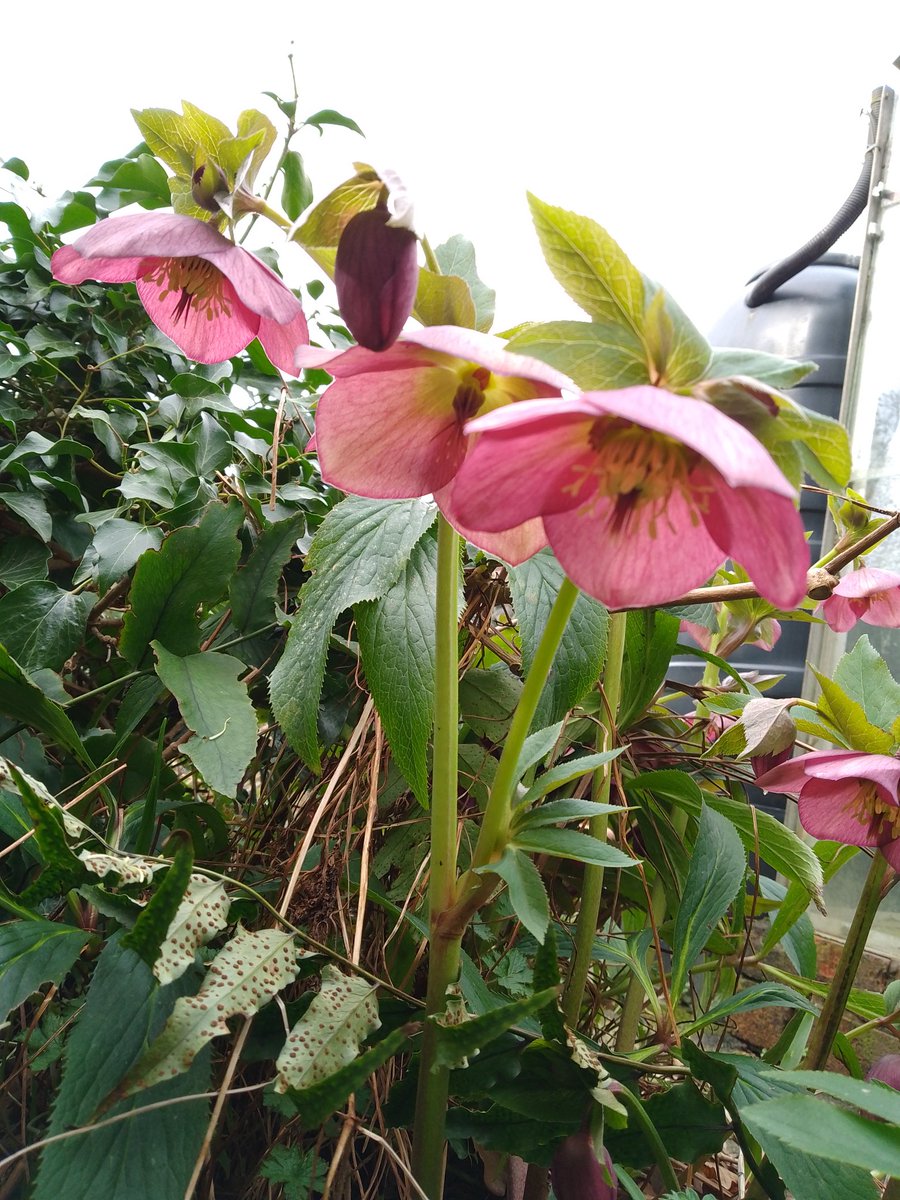 Wet again here in our Greater Manchester garden but the hellebores seem to be loving it! 😊 #hellebores