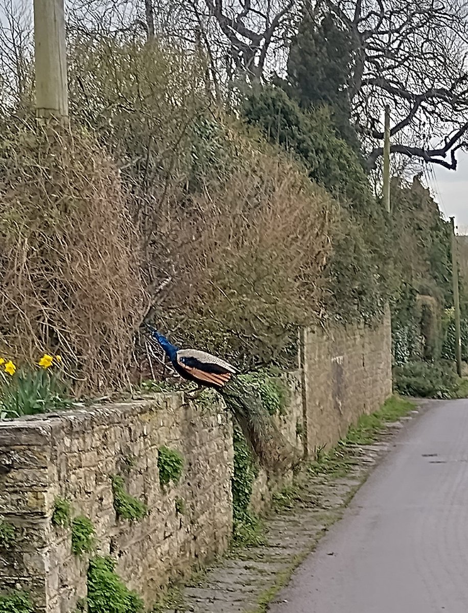 Great to be talking to residents in Compton Dundon this morning with @DavidHall_ Thanks to everyone who took the time to talk. Not every day a #peacock crosses your path, always something good to surprise you in #Somerset