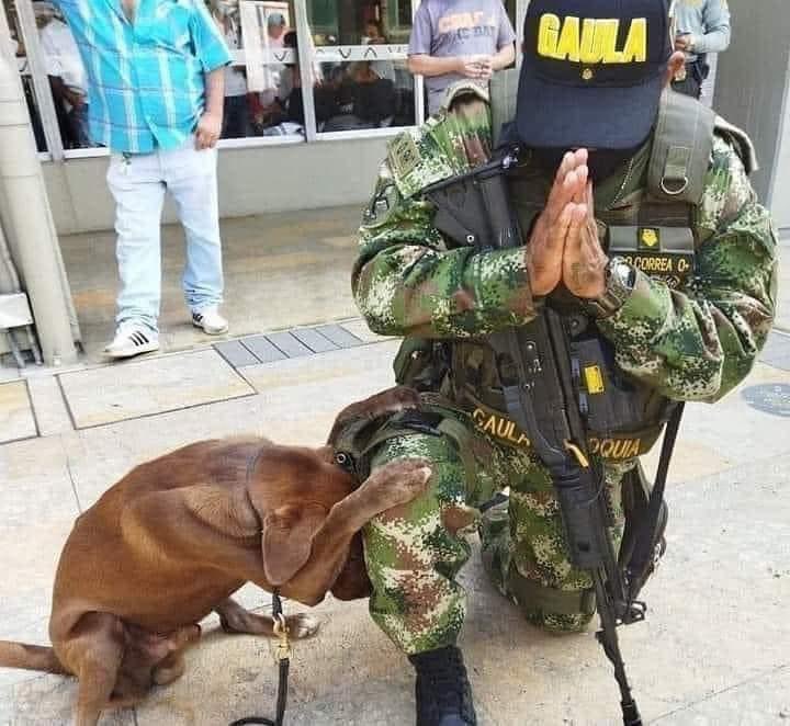La imagen del perro del Gaula Militar de Antioquia, que se arrodilla a orar junto a su compañero, es conmovedora. ¡UN EJÉRCITO PROFESIONAL, ORGULLO DE LOS COLOMBIANOS!