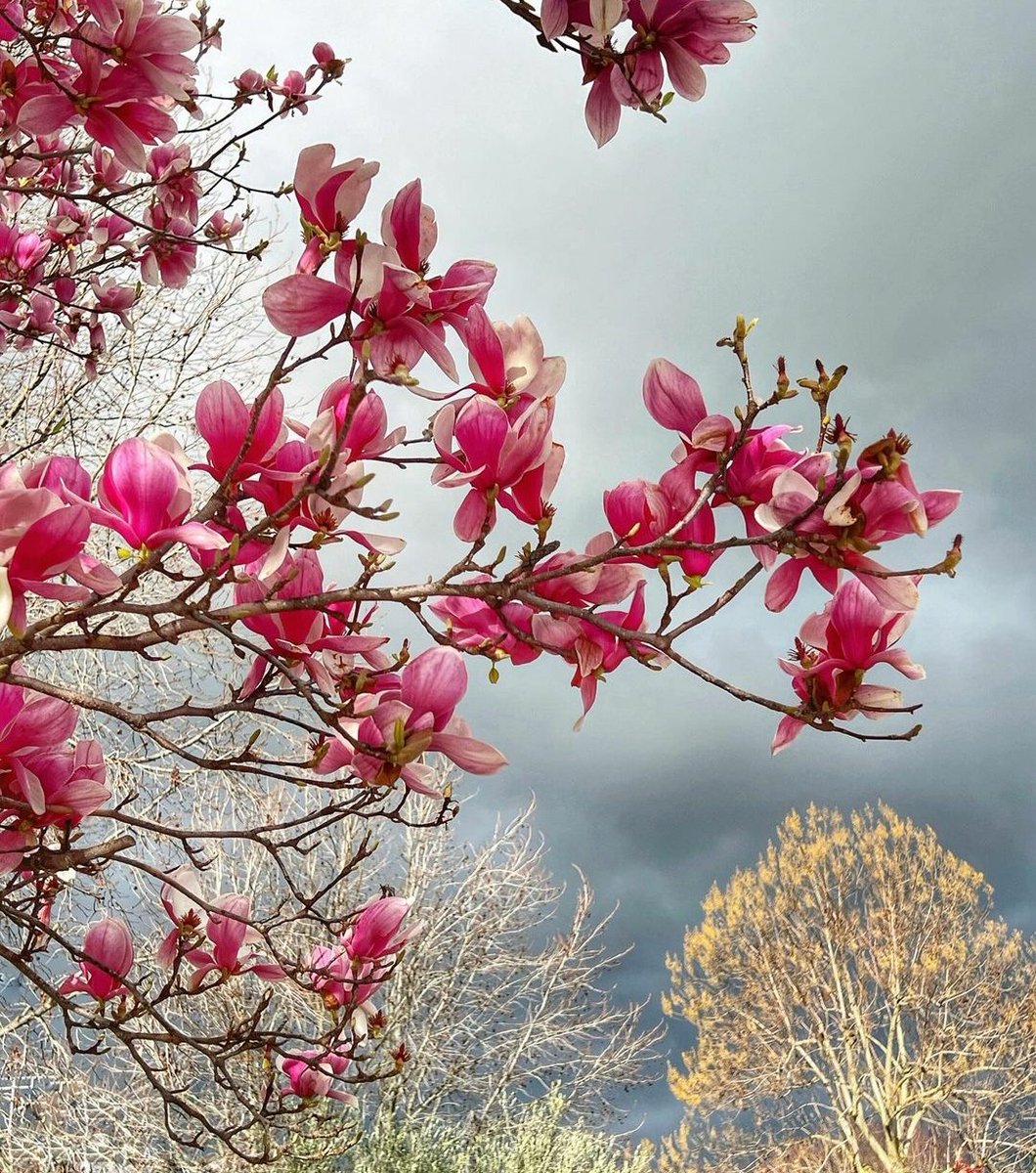 ___.. mi scusi,con la primavera mi potrebbe portare anche un contorno di meravigliosi sogni da realizzare?..__