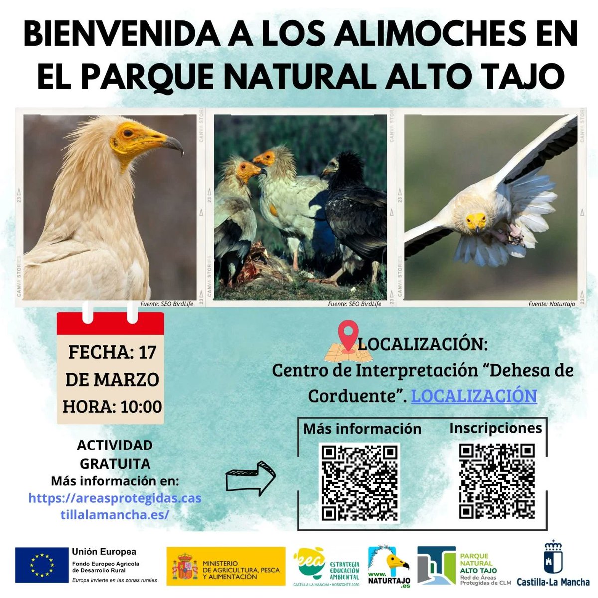 🦅Descubre la Fascinante Vida de los #Alimoches en el #ParqueNaturalAltoTajo via @Guadared_info @naturtajo @PNAltoTajo @molina_altotajo guadared.com/descubre-la-fa… #NaturalezaViva #GuadaTurismo #GuadaNaturaleza #GuadaRed