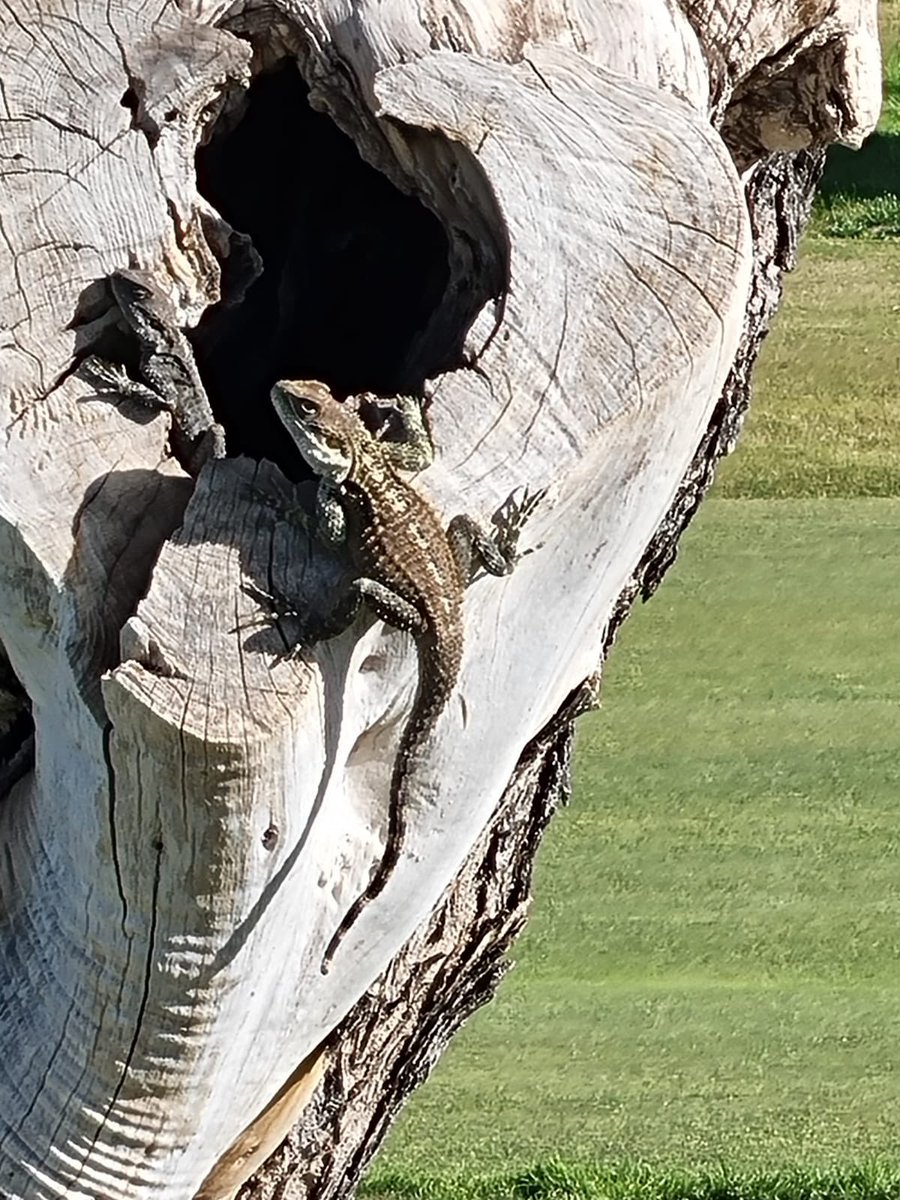 Seen plenty of these this week <a href="/Aphrodite_Golf/">Aphrodite Hills Golf</a> only one shirt to wear today! <a href="/petermillar/">Peter Millar</a> ‘lizard king’