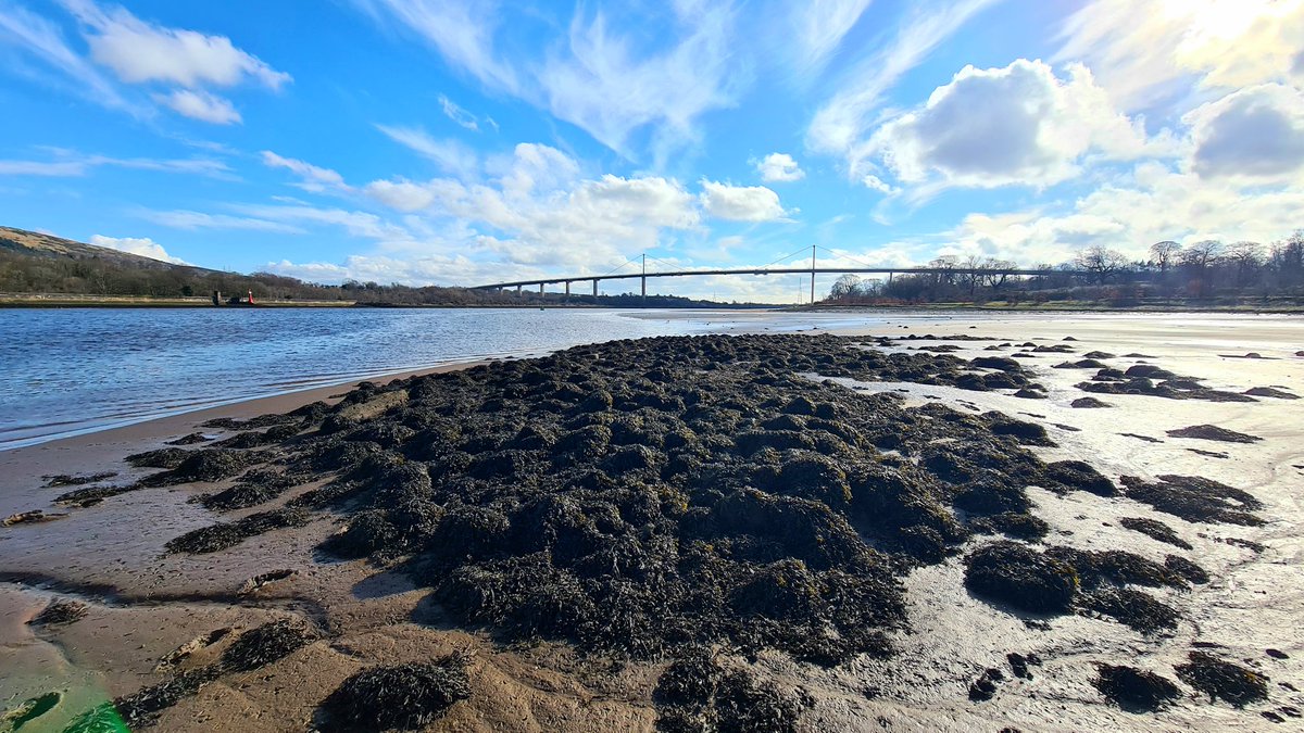 The remains of an Iron Age Crannog, dating from around 2,000 years ago, on the foreshore of the Clyde just below the Erskine Bridge, which was opened in 1971. 

Cont./

#glasgow #history #archaeology #glasgowhistory #crannog #scottishhistory #bridge #erskine #theclyde