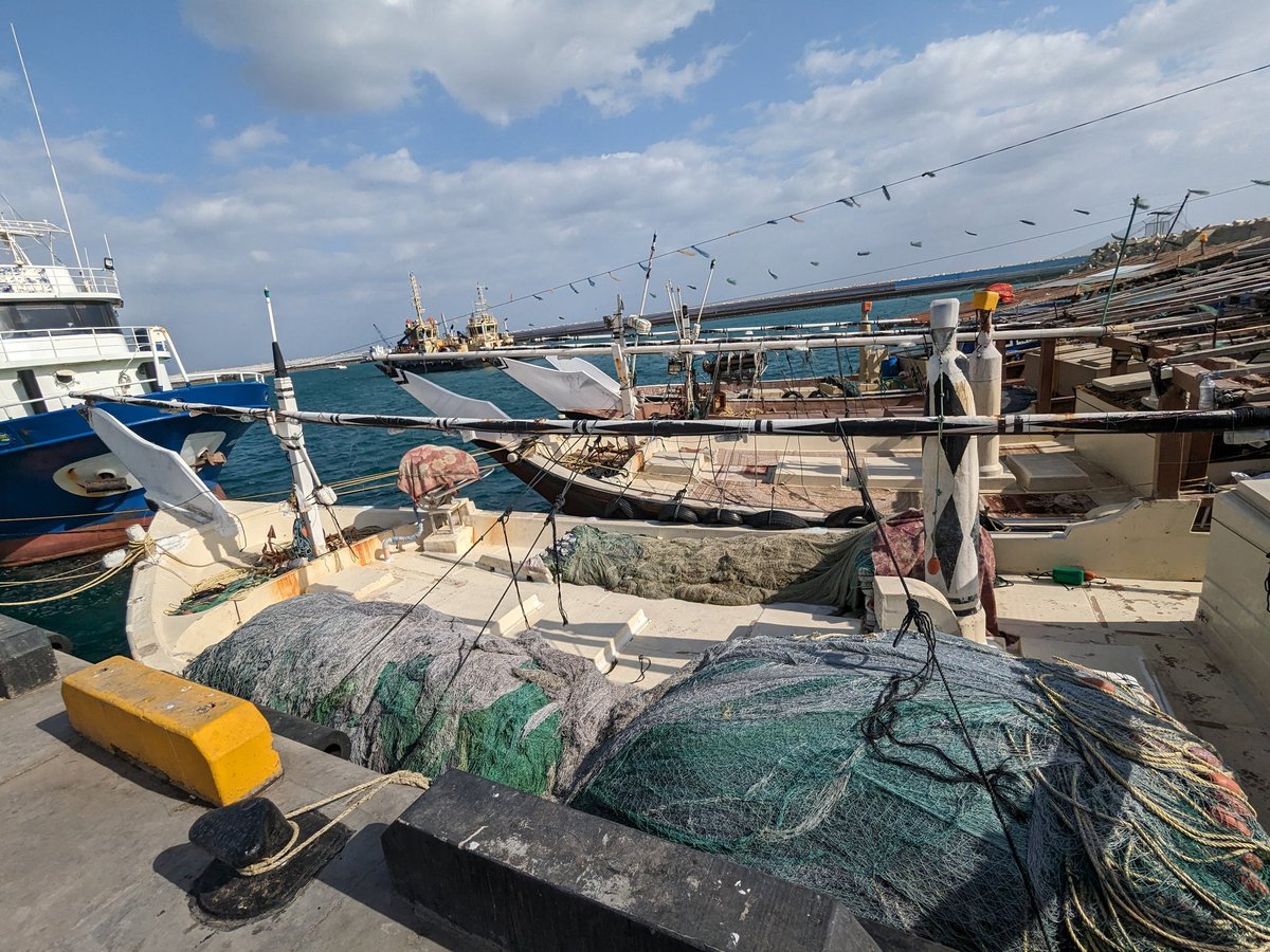 Oman shark study: Yesterday's team at Sur market. We sampled a few Silky sharks and tested an ultrasound to determine fecundity and to count pups. Shark was a juvenile, but good practice! Also starting to collect data on the fishing vessels. <a href="/SciencesNCL/">Sciences at Newcastle</a> <a href="/IUCNShark/">IUCN SSC Shark Specialist Group</a>