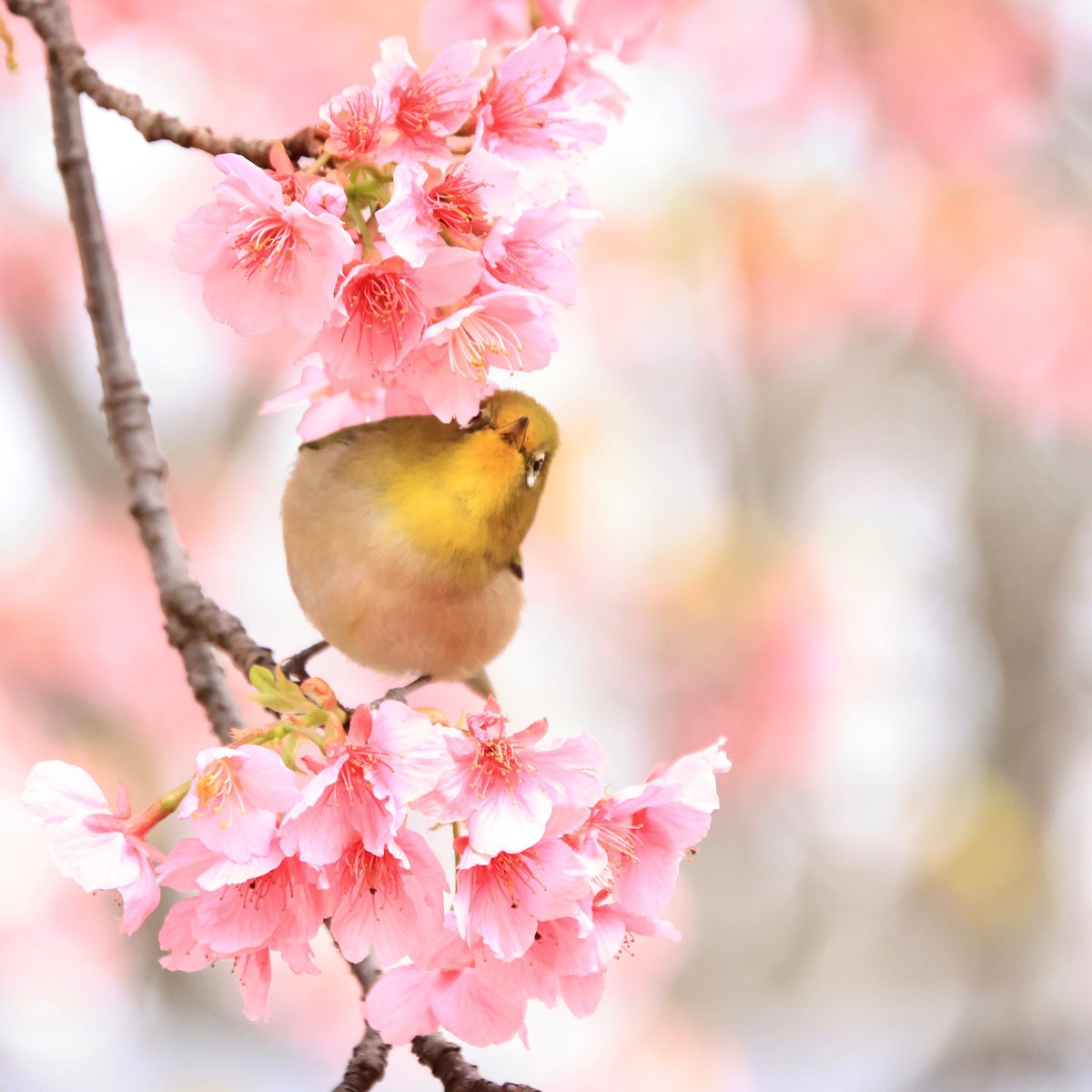 003masato's tweet photo. 代々木公園の河津桜と一緒に記念撮影です���
#メジロ　
#河津桜　
#代々木公園　
#河津桜満開 https://t.co/cA6jAREkhZ