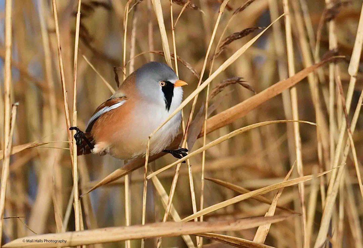 Bearded Tit. Thanks for your continued support, it means a lot. #BirdTwitter #Nature #Photography #wildlife #birds #TwitterNatureCommunity #birding #NaturePhotography #birdphotography #WildlifePhotography #Nikon