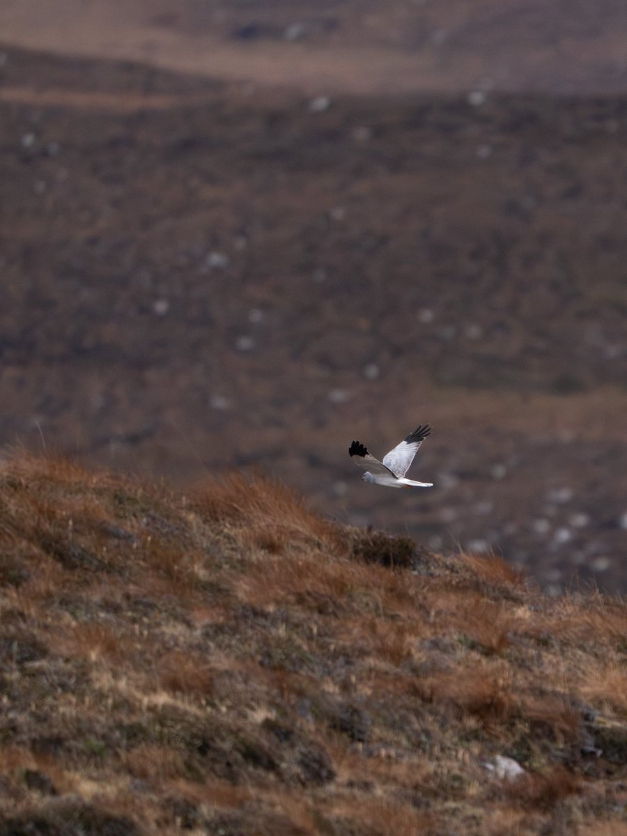 Still feeling the buzz and thrill!!! 🤩🍀🌟 Spied this beauty a week ago on the west coast of Scotland. #henharrier  #TwitterNatureCommunity #wildlifephotography #TwitterNaturePhotography