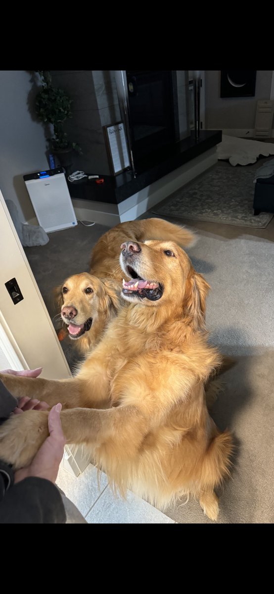 Nash & Ruger look excited to start the day with big weekend smiles!🤩🤩🤗🤗#Weekendsmiles #GRC #GoldenRetrievers