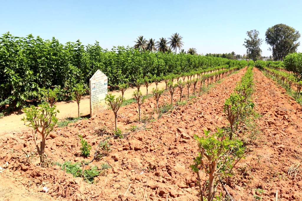 ಬೆಂಗಳೂರು ಗ್ರಾಮಾಂತರ ಜಿಲ್ಲೆಯ ದೇವನಹಳ್ಳಿ ತಾಲ್ಲೂಕಿನ ಬೆಟ್ಟಕೋಟೆ ಗ್ರಾಮ ಪಂಚಾಯಿತಿ ವ್ಯಾಪ್ತಿಯ ರೆಡ್ಡಿಹಳ್ಳಿ ಗ್ರಾಮದ ನಿವಾಸಿ ಶ್ರೀಮತಿ ಕಾಂತಮ್ಮರವರು ಮಹಾತ್ಮ ಗಾಂಧಿ ನರೇಗಾ ಯೋಜನೆಯಡಿ ಹಿಪ್ಪುನೇರಳೆ ಬೆಳೆ ವಿಸ್ತರಣೆ ಮಾಡಿಕೊಂಡಿದ್ದಾರೆ. 
#Sericulture #Devanahalli #MGNREGS