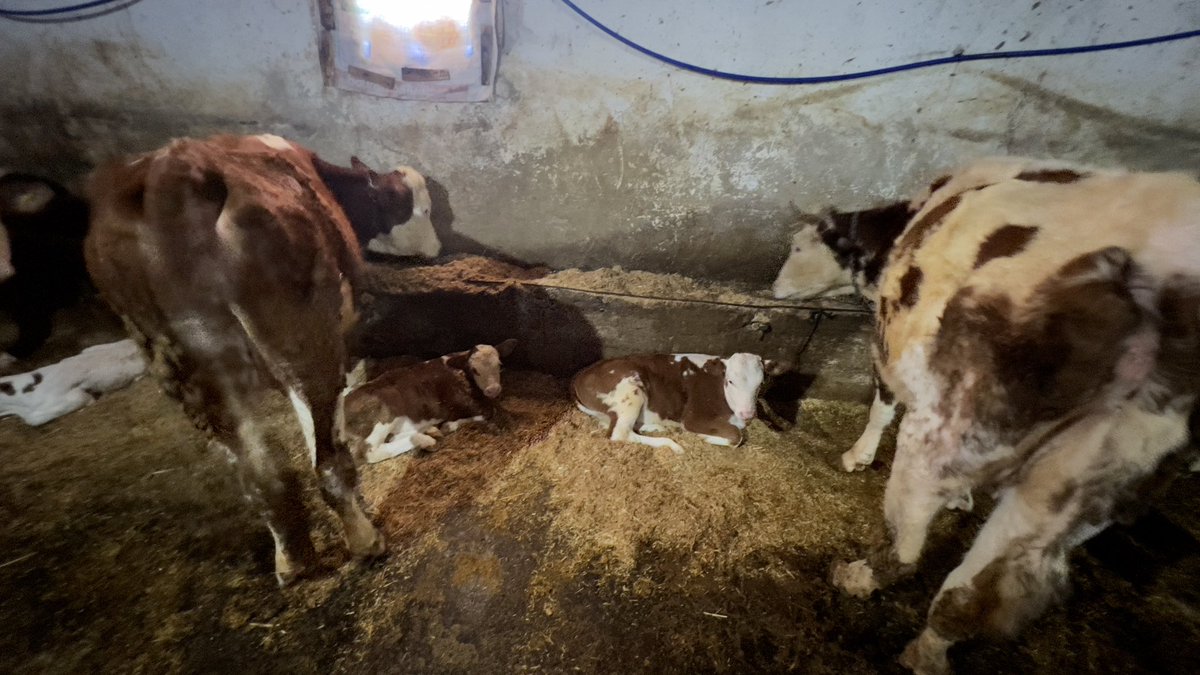 Bu memlekette tarım ve hayvancılık yapan üretici ve yetiştiriciler her zaman ve her koşulda desteklenmelidir. 
#üretim #myjob #iamaveterinarian  #lifestyle #senüretyeterki #animal #farmer #probiotics