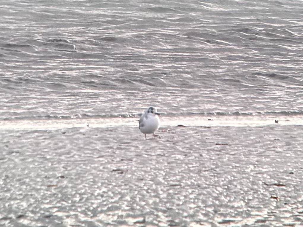 Phonescoped distant Little Gull at Eoligarry on a blustery Saturday. A Jackdaw in a good productive field for crows this year 😂