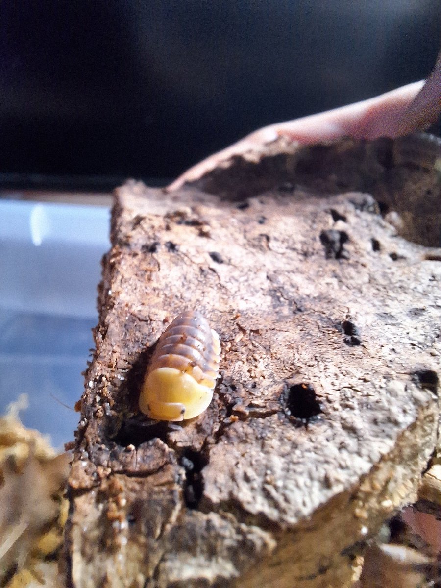 MatPit :3 tweet media