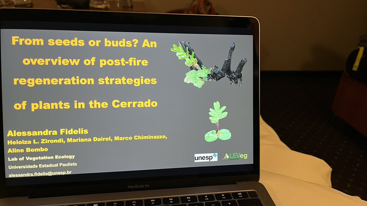 Beginning the discussions about fire and savannas. Finishing my talk for the next week at the #SSNM2024 @LEVeg_Unesp @Unesp_Oficial @Unesp_Global